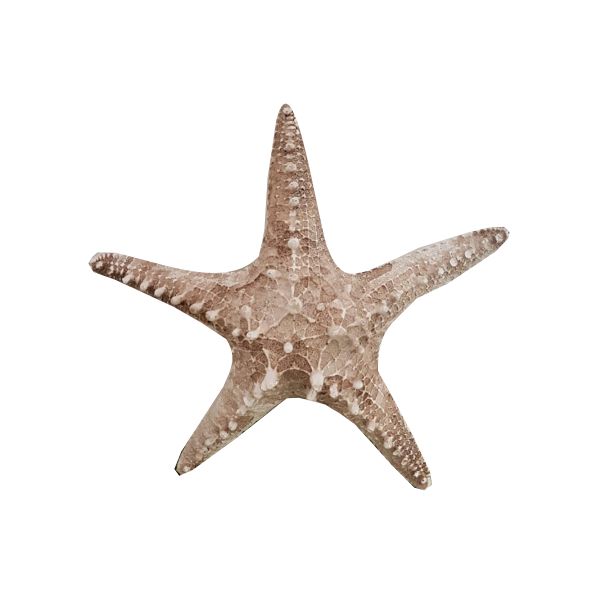 Estrela marinha M